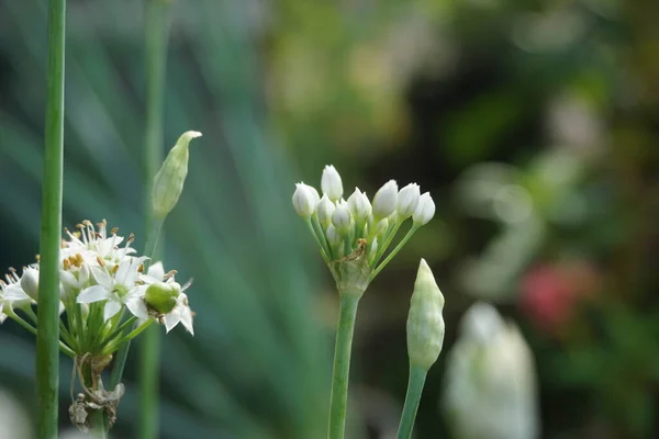 대추체 아시아 중국의 중국의 케카이 자연적 배경을 가지고 Allium Tuberosum — 스톡 사진