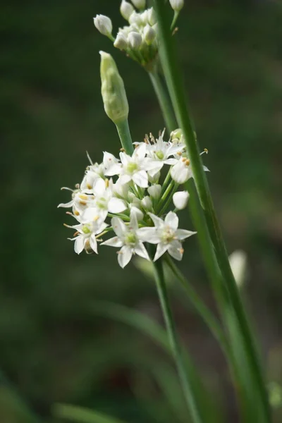 Allium Tuberosum Fokhagymás Metélőhagyma Keleti Fokhagyma Ázsiai Metélőhagyma Kínai Metélőhagyma — Stock Fotó