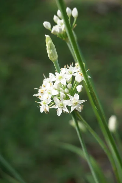 Allium Tuberosum Pažitka Česneková Orientální Česnek Asijská Pažitka Čínská Pažitka — Stock fotografie