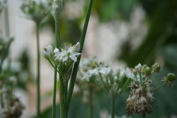 Allium Tuberosum Fokhagymás Metélőhagyma Keleti Fokhagyma Ázsiai Metélőhagyma Kínai Metélőhagyma — Stock Fotó