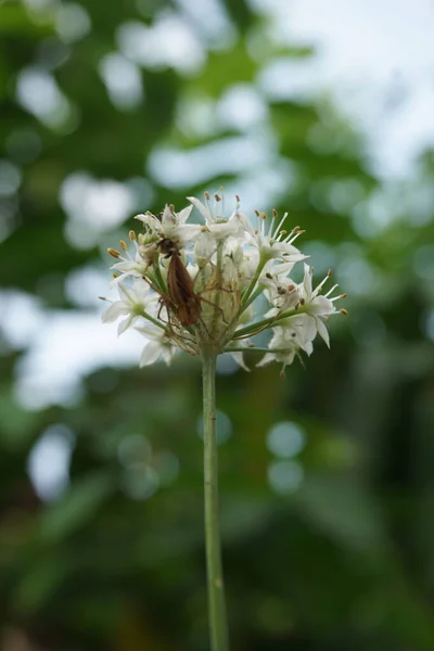 Allium Tuberosum Fokhagymás Metélőhagyma Keleti Fokhagyma Ázsiai Metélőhagyma Kínai Metélőhagyma — Stock Fotó