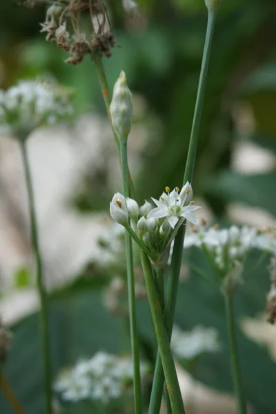 Allium Tuberosum Cebolinha Alho Alho Oriental Cebolinha Asiática Cebolinha Chinesa — Fotografia de Stock