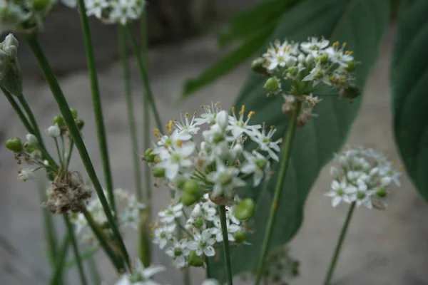 Allium Tuberosum Fokhagymás Metélőhagyma Keleti Fokhagyma Ázsiai Metélőhagyma Kínai Metélőhagyma — Stock Fotó