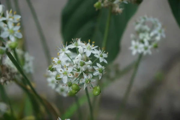 Allium Tuberosum Σχοινόπρασο Σκόρδο Oriental Σκόρδο Ασιατικά Σχοινόπρασο Κινέζικα Σχοινόπρασο — Φωτογραφία Αρχείου