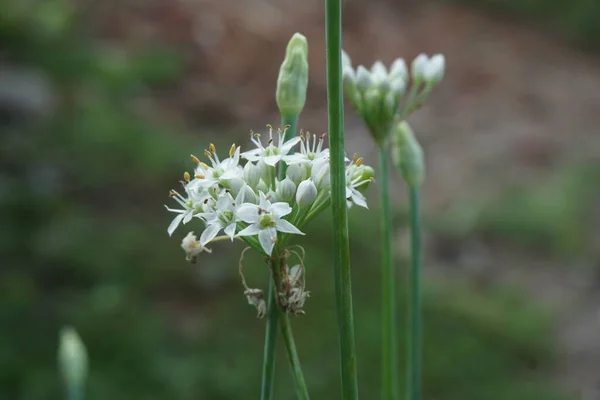 Allium Tuberosum Pažitka Česneková Orientální Česnek Asijská Pažitka Čínská Pažitka — Stock fotografie