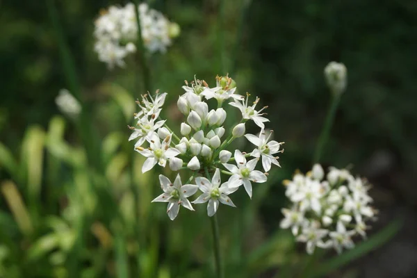 Allium Tuberosum Cebolinha Alho Alho Oriental Cebolinha Asiática Cebolinha Chinesa — Fotografia de Stock