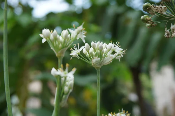 Allium Tuberosum Σχοινόπρασο Σκόρδο Oriental Σκόρδο Ασιατικά Σχοινόπρασο Κινέζικα Σχοινόπρασο — Φωτογραφία Αρχείου