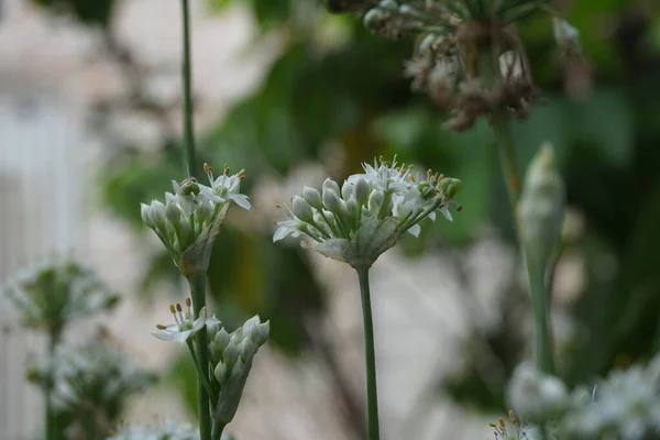 Allium Tuberosum Vitlök Gräslök Orientalisk Vitlök Asiatiska Gräslök Kinesiska Gräslök — Stockfoto