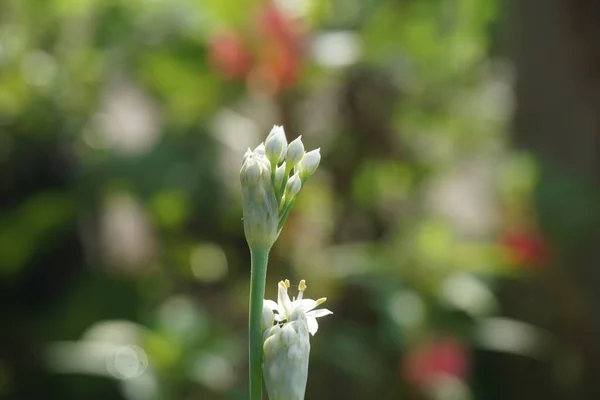 Allium Tuberosum Knoblauch Schnittlauch Orientalischer Knoblauch Asiatischer Schnittlauch Chinesischer Schnittlauch — Stockfoto