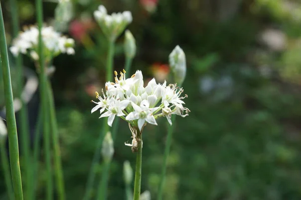 Allium Tuberosum Pažitka Česneková Orientální Česnek Asijská Pažitka Čínská Pažitka — Stock fotografie