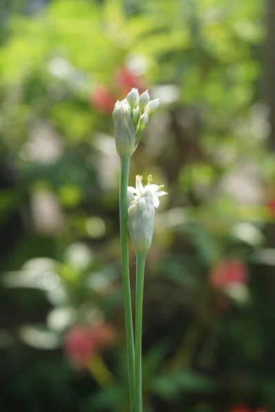 Allium Tuberosum Ciboulette Ail Ail Oriental Ciboulette Asiatique Ciboulette Chinoise — Photo