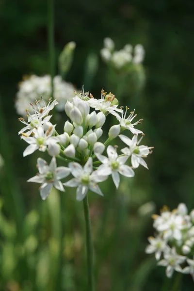 Allium Tuberosum Cebolinha Alho Alho Oriental Cebolinha Asiática Cebolinha Chinesa — Fotografia de Stock