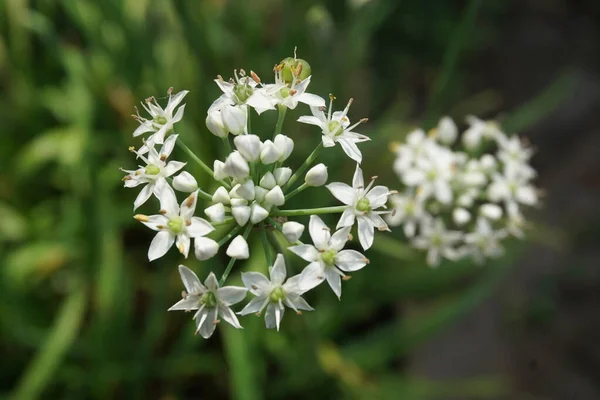 Allium Tuberosum Ciboulette Ail Ail Oriental Ciboulette Asiatique Ciboulette Chinoise — Photo