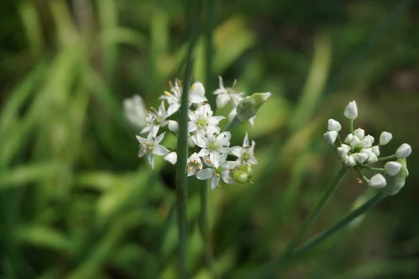 Allium Tuberosum Cebolinha Alho Alho Oriental Cebolinha Asiática Cebolinha Chinesa — Fotografia de Stock