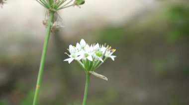 Doğal arkaplanı olan Allium tuberosum (sarımsak soğanı, doğulu sarımsak, Asya soğanı, Çin soğanı, pırasa, kecai, kucai). Allium tuberosum uzun ömürlü bir rizomatöz bitkidir..