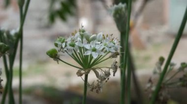 Doğal arkaplanı olan Allium tuberosum (sarımsak soğanı, doğulu sarımsak, Asya soğanı, Çin soğanı, pırasa, kecai, kucai). Allium tuberosum uzun ömürlü bir rizomatöz bitkidir..