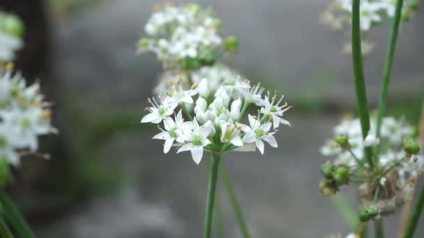 Allium Tuberosum Knoblauch Schnittlauch Orientalischer Knoblauch Asiatischer Schnittlauch Chinesischer Schnittlauch — Stockvideo