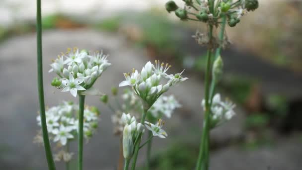 Allium Tuberosum Garlic Chives Oriental Garlic Asian Chives Chinese Chives — Stock Video