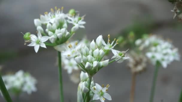 Allium Tuberosum Vitlök Gräslök Orientalisk Vitlök Asiatiska Gräslök Kinesiska Gräslök — Stockvideo