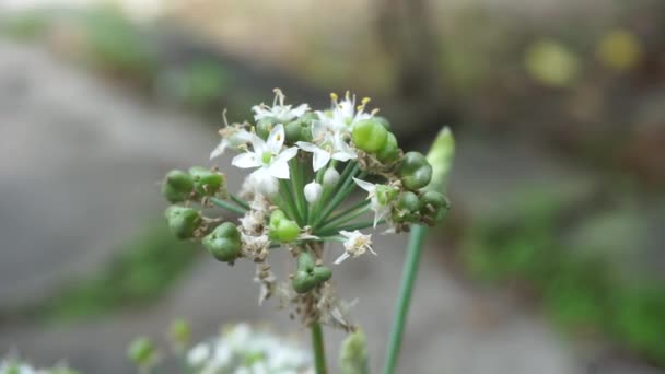 Allium Tuberosum Erba Cipollina Aglio Orientale Erba Cipollina Asiatica Erba — Video Stock