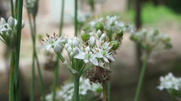 Allium Tuberosum Cebolinha Alho Alho Oriental Cebolinha Asiática Cebolinha Chinesa — Vídeo de Stock