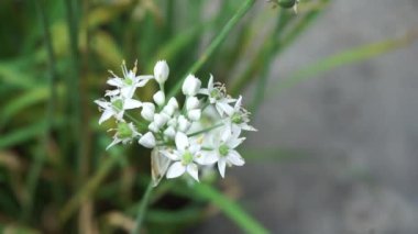 Doğal arkaplanı olan Allium tuberosum (sarımsak soğanı, doğulu sarımsak, Asya soğanı, Çin soğanı, pırasa, kecai, kucai). Allium tuberosum uzun ömürlü bir rizomatöz bitkidir..