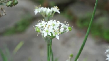 Doğal arkaplanı olan Allium tuberosum (sarımsak soğanı, doğulu sarımsak, Asya soğanı, Çin soğanı, pırasa, kecai, kucai). Allium tuberosum uzun ömürlü bir rizomatöz bitkidir..
