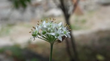 Doğal arkaplanı olan Allium tuberosum (sarımsak soğanı, doğulu sarımsak, Asya soğanı, Çin soğanı, pırasa, kecai, kucai). Allium tuberosum uzun ömürlü bir rizomatöz bitkidir..