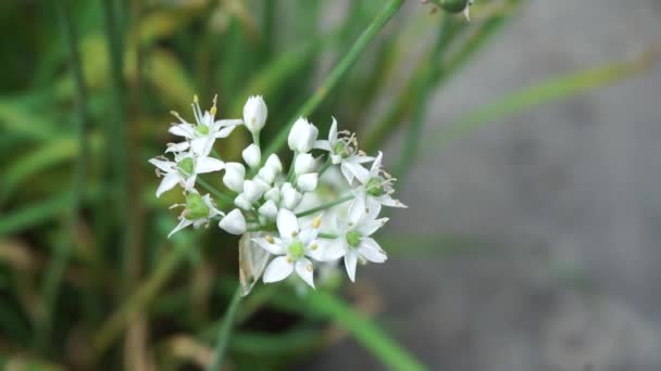 Allium Tuberosum Cebollino Ajo Ajo Oriental Cebollino Asiático Cebollino Chino — Vídeo de stock