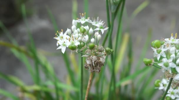 Allium Tuberosum Garlic Chives Oriental Garlic Asian Chives Chinese Chives — Stock Video