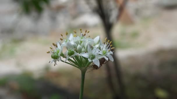 Allium Tuberosum Cebollino Ajo Ajo Oriental Cebollino Asiático Cebollino Chino — Vídeo de stock