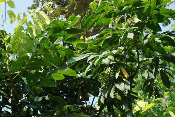 Lepisanthes Rubiginosa Árbol Con Fondo Natural También Llama Katilayu Kilalayu —  Fotos de Stock