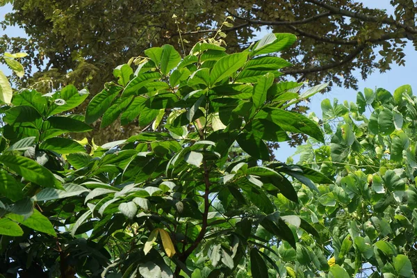 Lepisanthes Rubiginosa Árbol Con Fondo Natural También Llama Katilayu Kilalayu —  Fotos de Stock