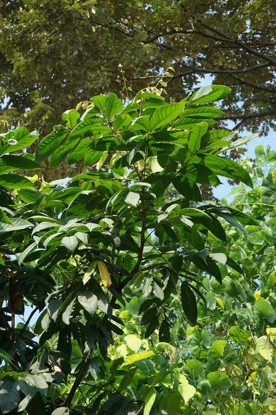 Lepisanthes Rubiginosa Árbol Con Fondo Natural También Llama Katilayu Kilalayu —  Fotos de Stock