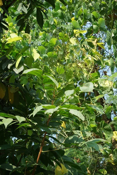Lepisanthes Rubiginosa Boom Met Een Natuurlijke Achtergrond Ook Bekend Als — Stockfoto