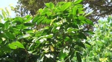 Doğal bir geçmişi olan Lepisanthes rubiginosa ağacı. Ayrıca Katilayu, Kilalayu veya Klayu olarak da bilinir.