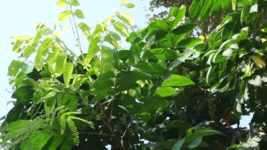 Doğal bir geçmişi olan Lepisanthes rubiginosa ağacı. Ayrıca Katilayu, Kilalayu veya Klayu olarak da bilinir.