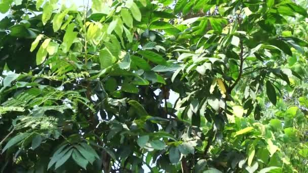 Lepisanthes Rubiginosa Árbol Con Fondo Natural También Llama Katilayu Kilalayu — Vídeos de Stock