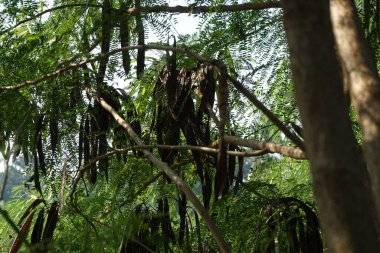 Leucaena löcocephala (jumbay, river tamarind, subabul, beyaz popinac, beyaz lucotree, Mimosa lökophala, Mimosa glauca Koenig) yaprakları veya Çin petai, kemlandingan ve lamtoro olarak da adlandırılabilir..