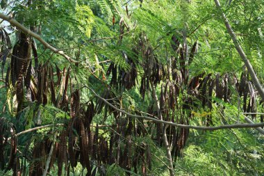 Leucaena löcocephala (jumbay, river tamarind, subabul, beyaz popinac, beyaz lucotree, Mimosa lökophala, Mimosa glauca Koenig) yaprakları veya Çin petai, kemlandingan ve lamtoro olarak da adlandırılabilir..