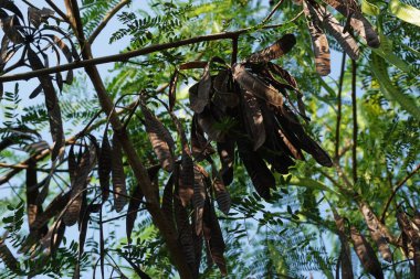 Leucaena löcocephala (jumbay, river tamarind, subabul, beyaz popinac, beyaz lucotree, Mimosa lökophala, Mimosa glauca Koenig) yaprakları veya Çin petai, kemlandingan ve lamtoro olarak da adlandırılabilir..