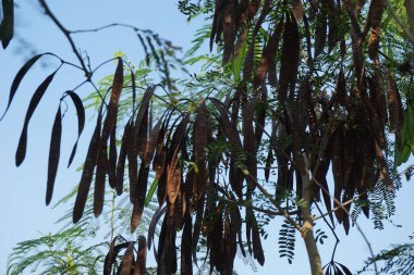 Leucaena löcocephala (jumbay, river tamarind, subabul, beyaz popinac, beyaz lucotree, Mimosa lökophala, Mimosa glauca Koenig) yaprakları veya Çin petai, kemlandingan ve lamtoro olarak da adlandırılabilir..