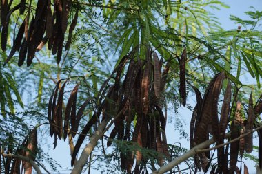 Leucaena löcocephala (jumbay, river tamarind, subabul, beyaz popinac, beyaz lucotree, Mimosa lökophala, Mimosa glauca Koenig) yaprakları veya Çin petai, kemlandingan ve lamtoro olarak da adlandırılabilir..