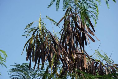Leucaena löcocephala (jumbay, river tamarind, subabul, beyaz popinac, beyaz lucotree, Mimosa lökophala, Mimosa glauca Koenig) yaprakları veya Çin petai, kemlandingan ve lamtoro olarak da adlandırılabilir..