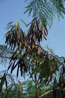Leucaena löcocephala (jumbay, river tamarind, subabul, beyaz popinac, beyaz lucotree, Mimosa lökophala, Mimosa glauca Koenig) yaprakları veya Çin petai, kemlandingan ve lamtoro olarak da adlandırılabilir..