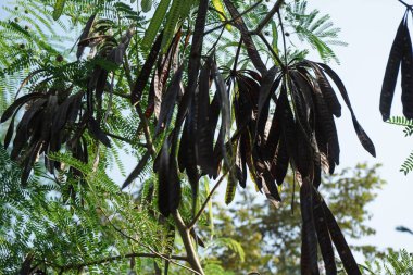 Leucaena löcocephala (jumbay, river tamarind, subabul, beyaz popinac, beyaz lucotree, Mimosa lökophala, Mimosa glauca Koenig) yaprakları veya Çin petai, kemlandingan ve lamtoro olarak da adlandırılabilir..