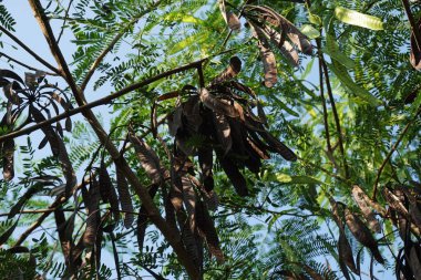 Leucaena löcocephala (jumbay, river tamarind, subabul, beyaz popinac, beyaz lucotree, Mimosa lökophala, Mimosa glauca Koenig) yaprakları veya Çin petai, kemlandingan ve lamtoro olarak da adlandırılabilir..
