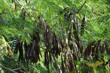 Leucaena löcocephala (jumbay, river tamarind, subabul, beyaz popinac, beyaz lucotree, Mimosa lökophala, Mimosa glauca Koenig) yaprakları veya Çin petai, kemlandingan ve lamtoro olarak da adlandırılabilir..