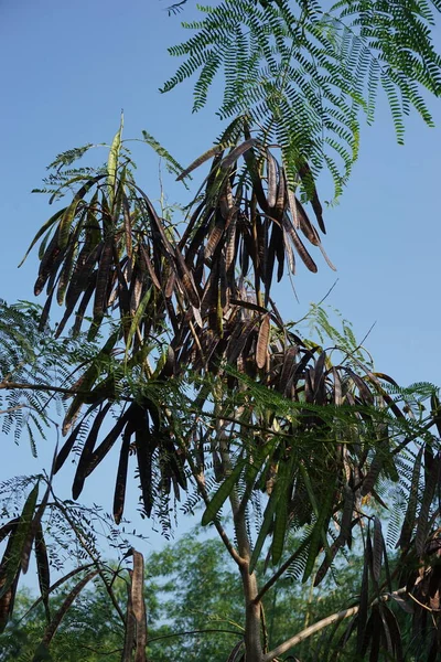 Leucaena Leucocephala Jumbay Řeka Tamarind Subabul Bílý Popinac Bílý Olověný — Stock fotografie