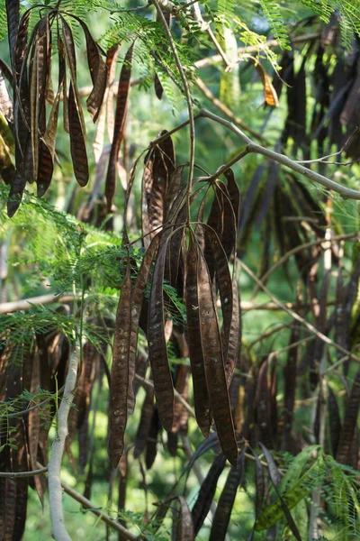 Leucaena Leucocephala Jumbay Řeka Tamarind Subabul Bílý Popinac Bílý Olověný — Stock fotografie